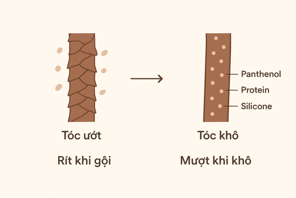 Hình minh họa: Tóc khi ướt lớp biểu bì mở gây cảm giác rít; khi khô lớp biểu bì khép lại, dưỡng chất bám đều giúp tóc mượt mà.